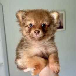 Autumn - Red sable female Pomeranian puppy in Stroud, Oklahoma from Laik’s Little Shihtz & Poms