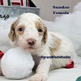 Goldendoodle and Labradoodle Puppies from Grace N Faith Doodles