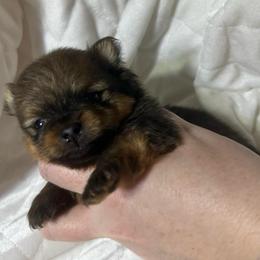 Jack - Orange sable male Pomeranian puppy in Waterloo, Indiana from Garcias Pomeranian
