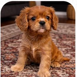 Benny - Ruby male Cavalier King Charles Spaniel puppy in Holland, Michigan from Noble Dog Co.