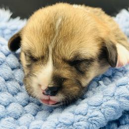 Male 4 - Red male Pembroke Welsh Corgi puppy in Hale, Michigan from All Hale Corgis
