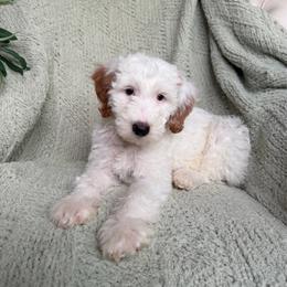 Kathani - Parti female Goldendoodle puppy in Barstow, California from Golden Desert Doodles