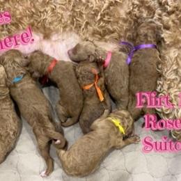 Poodle Puppies from Stunningly Sweet Standards