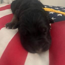 Rush- Yellow collar - Black and red male German Shepherd puppy in Ronan, Montana from Semper Fi K9 Montana