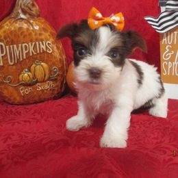 Yorkshire Terrier Puppies from Grandma's Yorkie Cottage