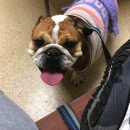 Bulldogs and French Bulldogs from Rocky Top Bulldogs