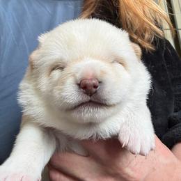 Cloudy - Cream male Shiba Inu puppy in Atlanta, Georgia from Halo Siberians & Shiba Inu