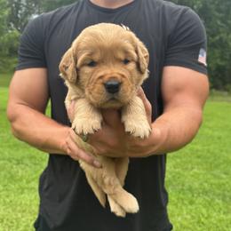 Girl 5 - female Golden Retriever puppy in Lincolnton, Georgia from Lincoln Kennels