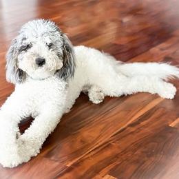 Clifford - Bernedoodle