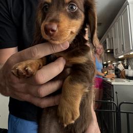 Dachshund Puppies from Bigony Family Dachshund’s
