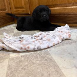Acorn- green collar - Black male Labrador Retriever puppy in Isanti, Minnesota from Four Corners Family Labs