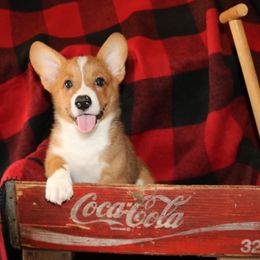 Pembroke Welsh Corgi Puppies from Wild West Corgis of Texas
