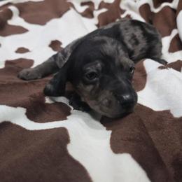 Picasso - Dapple male Dachshund puppy in Malabar, Florida from Dicrocco's Doxies