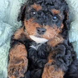 Shadow - Parti male Poodle puppy in East Earl, Pennsylvania from Puppy Adventures LLC