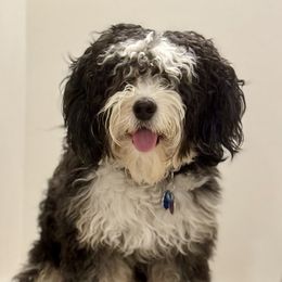 Dash - Bernedoodle