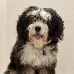 Dash - Bernedoodle