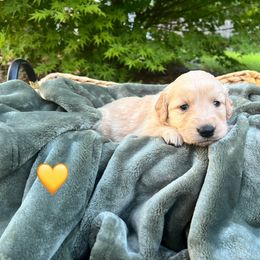 Golden Retriever Puppies from Clover Creek Goldens
