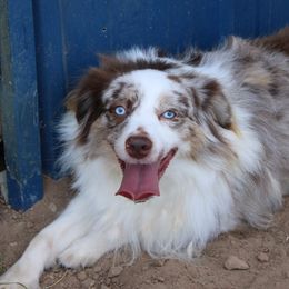 Rebel - Miniature Australian Shepherd
