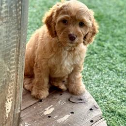 Purple collar - Caramel female Australian Labradoodle puppy in Anderson, California from Shaggy Doodles