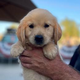 Lt. blue collar female from Peggy - Golden female Golden Retriever puppy in Yucaipa, California from Blessed Goldens