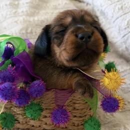 Praline - Red female Dachshund puppy in Mobile, Alabama from Katrina's Dachshunds