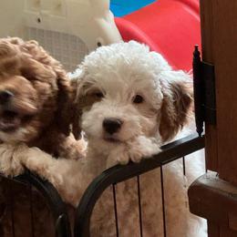 Juliet - Parti female Goldendoodle puppy in Danville, Virginia from Stella’s Stunning Goldendoodles of VA