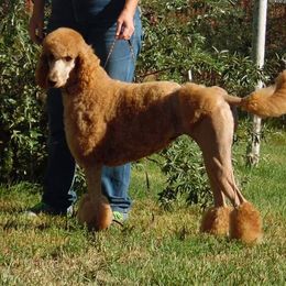 Pietta - Poodle