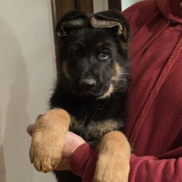 Green collar - Black and red male German Shepherd puppy in Lyndonville, New York from Steinholtz German Shepherds