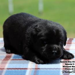 Special Boy 2-Blue Collar - Black male Labrador Retriever puppy in Point, Texas from Lakylu Kennels