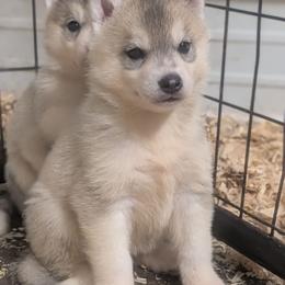 Suzie - Gray and white female Siberian Husky puppy in Amery, Wisconsin from Liberty Siberians