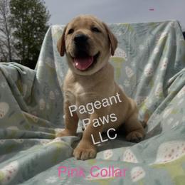 Pink Collar - Yellow female Labrador Retriever puppy in Edgewood, New Mexico from Pageant Paws LLC