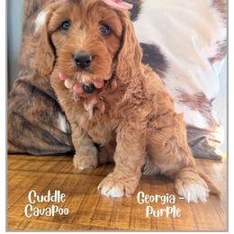 Georgia - Red female Cavapoo puppy in Fort Lupton, Colorado from Puppy Paws Colorado