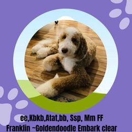 Franklin - Goldendoodle