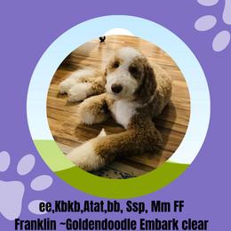 Franklin - Goldendoodle