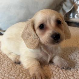 Francois - Cream male Dachshund puppy in Gladewater, Texas from Devoted Dachshunds