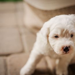 Bernedoodle Puppies from Cookie's Cuties