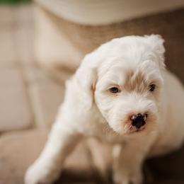 Bernedoodle Puppies from Cookie's Cuties