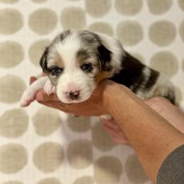 Orchid - Blue merle female Australian Shepherd puppy in Salinas, California from AA Aussies