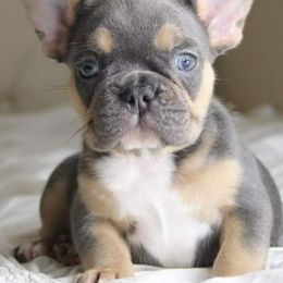 French Bulldog Puppies from Southern Ark French Bulldogs