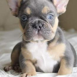 French Bulldog Puppies from Southern Ark French Bulldogs