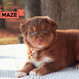 Maze - Red tri-color Australian Shepherd puppy in Coldwater, Michigan from Northern Star Australian Shepherds