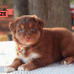 Maze - Red tri-color Australian Shepherd puppy in Coldwater, Michigan from Northern Star Australian Shepherds