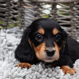 Grookey - Black and tan male Dachshund puppy in Tampa, Florida from EntityDachs