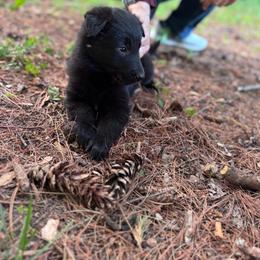 AKC Benny - Black male Belgian Sheepdog puppy in Hastings, Minnesota from Century Hills Farm