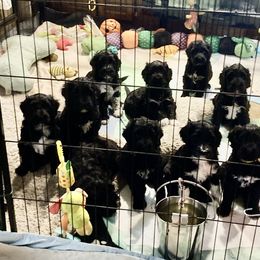 Portuguese Water Dog All Grown Up from Belladonna Farm Portuguese Water Dogs