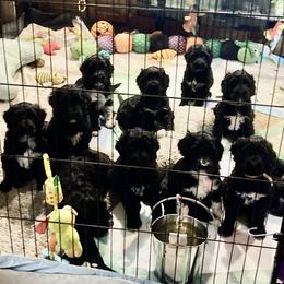 Portuguese Water Dog All Grown Up from Belladonna Farm Portuguese Water Dogs