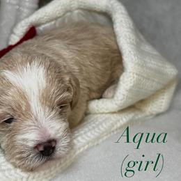 Poodle and Schnoodle Puppies from Bred by Brennen