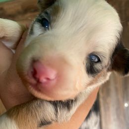 Blue Jay - Blue merle male Miniature Australian Shepherd puppy in Prunedale, California from 4MLA STABLES