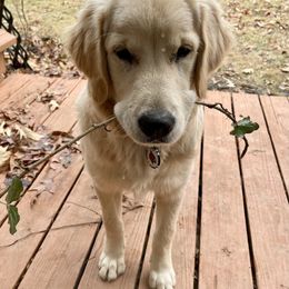 "Norman, now known as Griff at 8 months old" Golden Retriever All Grown Up from Heartland Goldens