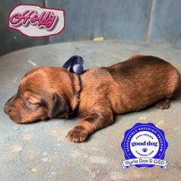 Holly - Wild boar female Dachshund puppy in Livingston, Kentucky from Illyria Dox & GSD